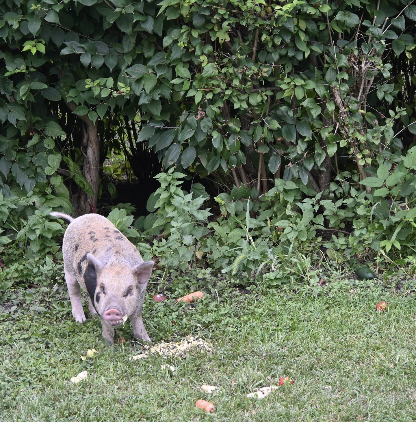 Wilber enjoying his lunch.