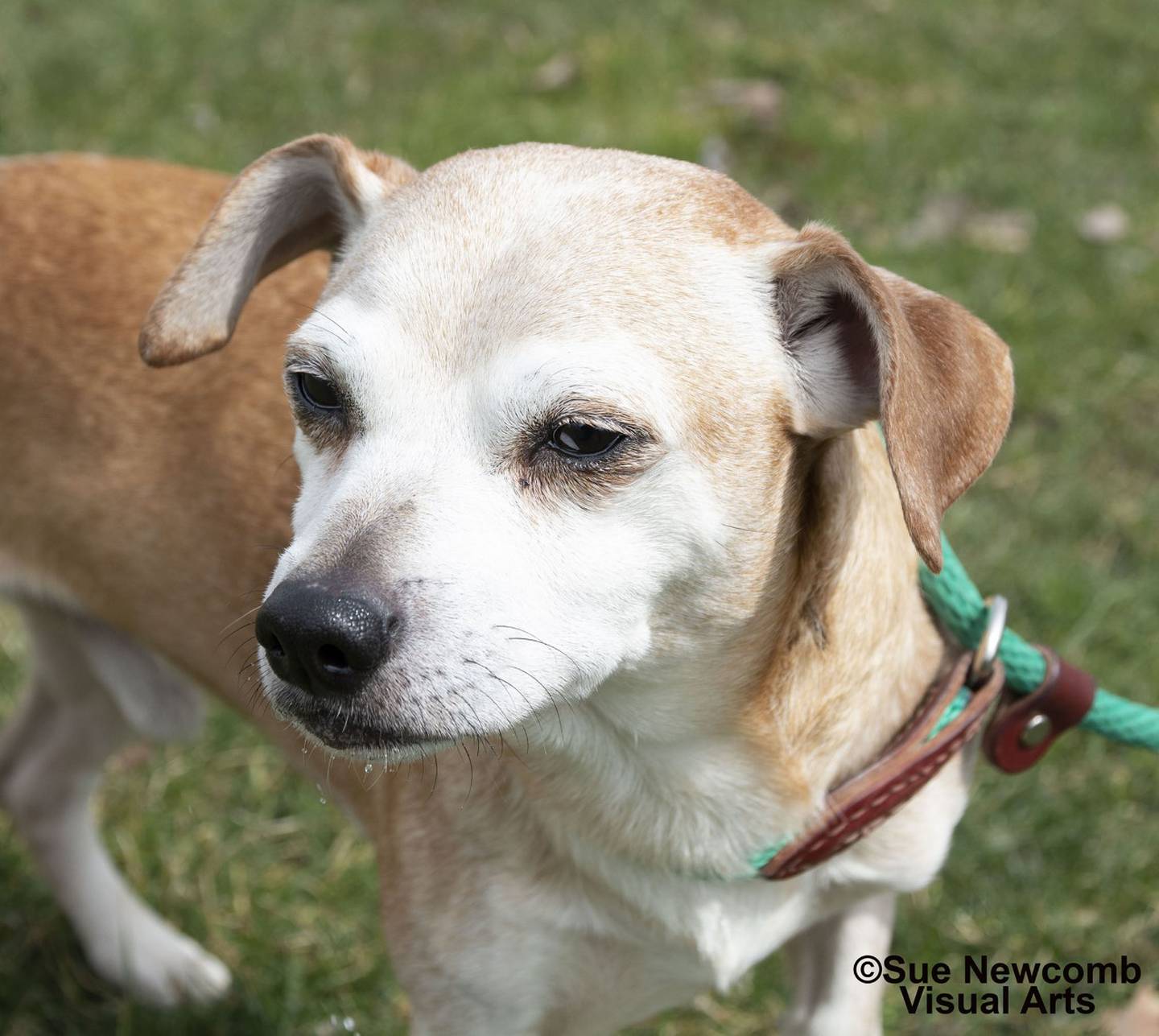 Marty is a sweet and lovable Chihuahua/terrier mix. He is a senior, so he needs a loving forever home to live out his golden years. Marty loves attention and has met a number of other dogs with no issues. Contact the Will County Humane Society at willcountyhumane.com and follow the instructions for the adoption process.