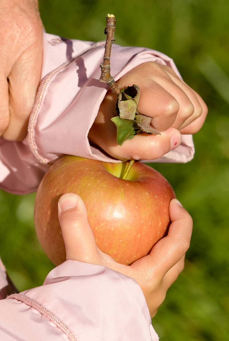 A young apple picker removes the leaves from a freshly picked apple at the Jonamac Orchard in Malta on Wednesday, Sept. 28, 2022.