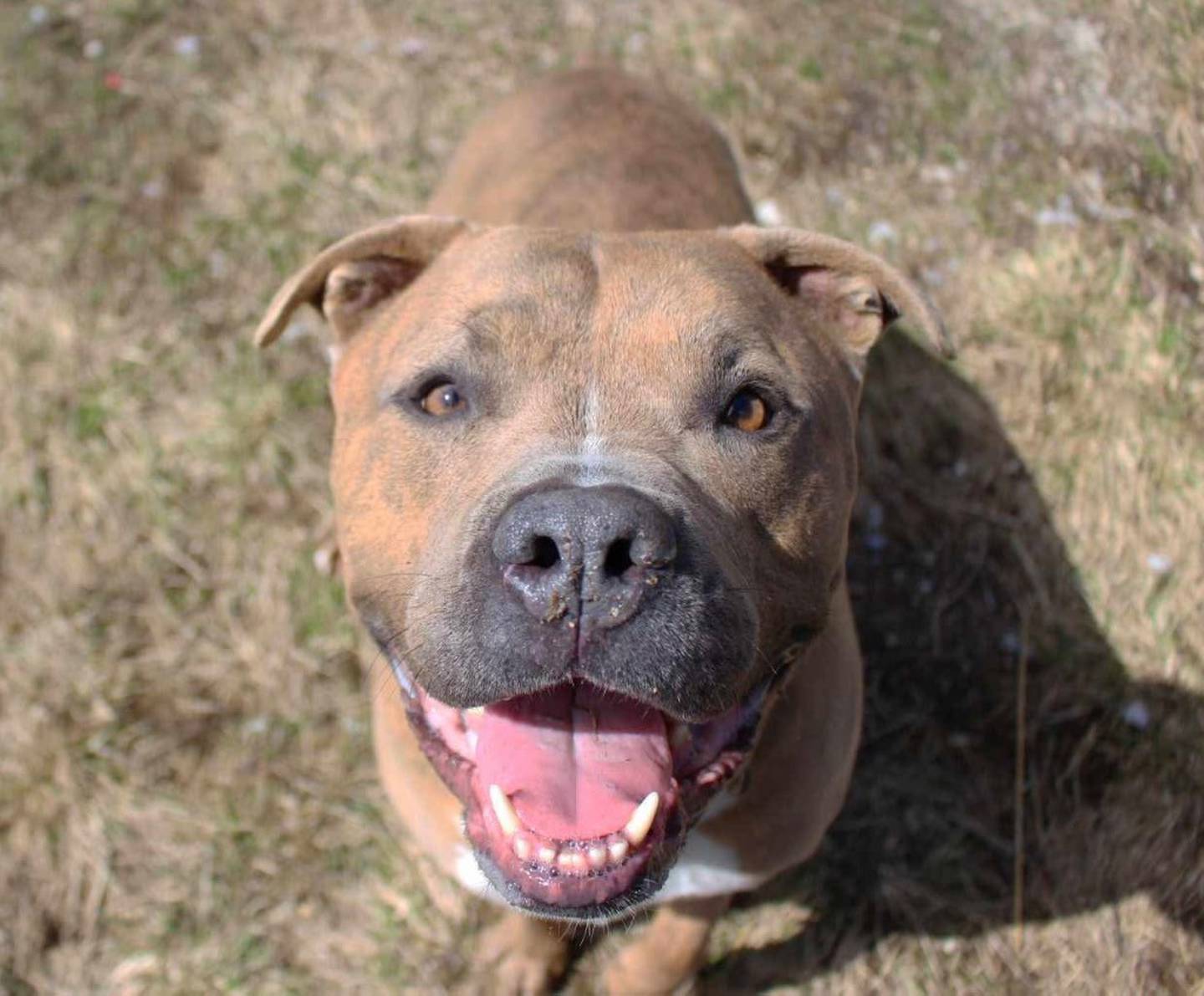 Otis is a sweet 5-year-old, 90-pound pit mix who enjoys being with people. He is on medication for joint pain, so he needs a home without many stairs or young children. Contact the Will County Humane Society at willcountyhumane.com and follow the instructions for the adoption process.