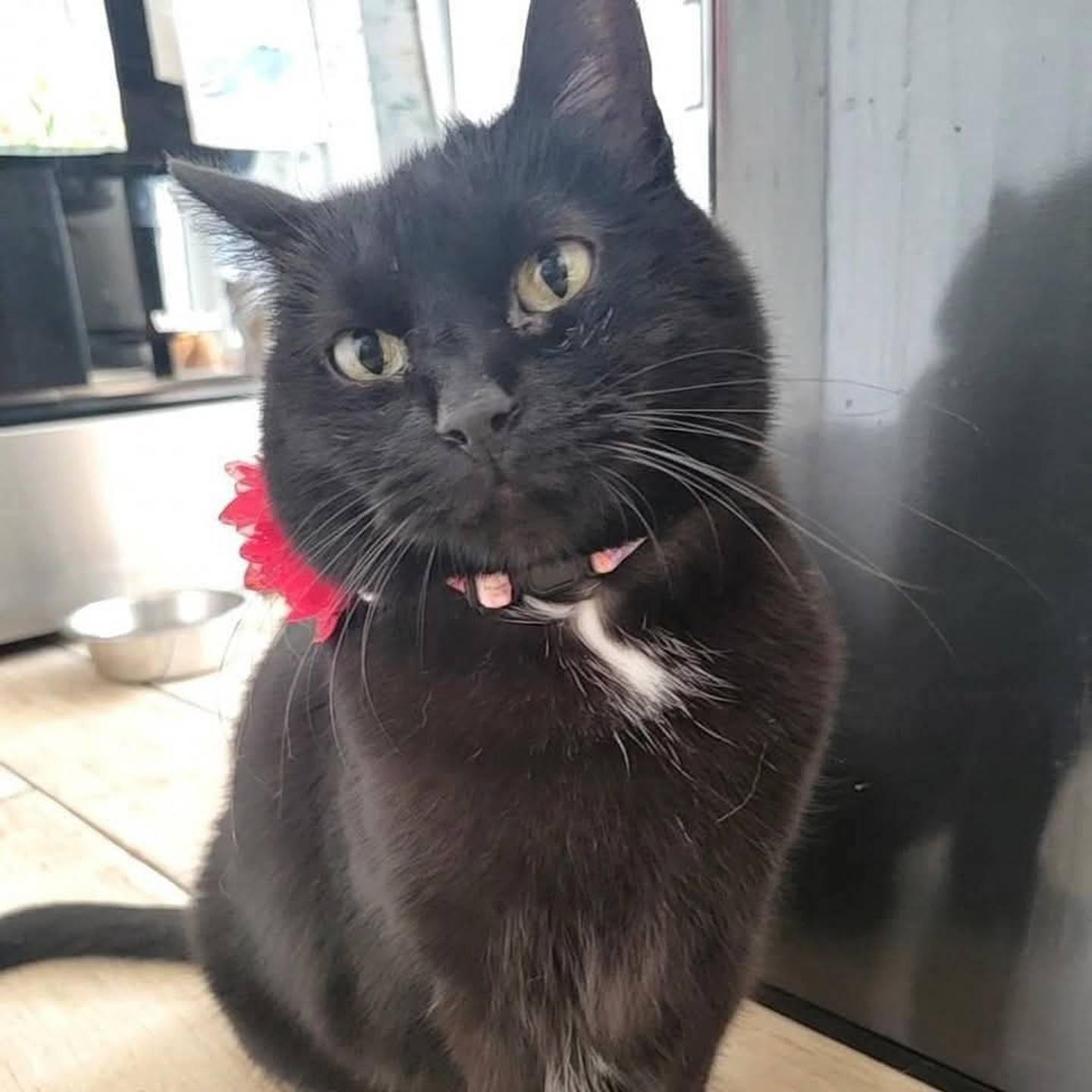 Princess Bella is a calm and affectionate kitty who loves cuddles and pets. She enjoys lounging in her castle, watching the world outside and cozy snuggles. Bella prefers to be the only one in your kingdom, and with a little patience, she’ll shower the right person with love. To meet Princess Bella, visit ForgetMeNotRescue.com/adoptables.