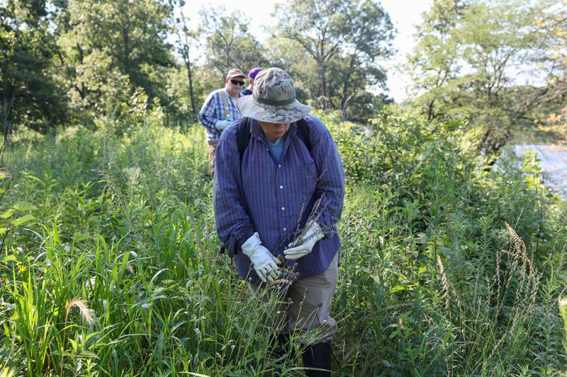 Volunteer Karen Horn, of Altorf, searches the ground for invasive sweet clover on Langham Island as Steve Bohan, left, and others follow during a Friends of Langham Island stewardship day on Aug. 9, 2025.
