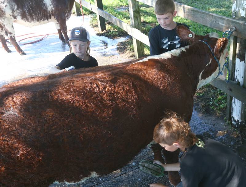 Cooper Hattan of Varna and his brother Chase along with their cousin Carter Clark of St. Joseph, wash their cow for showing in the Marshall-Putnam 4-H Fair on Wednesday, July 20, 2022 in Henry.
