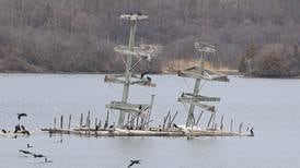 Photos: Heron viewing opens for the summer at Lake Renwick in Plainfield