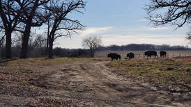 Grant to help restore land in Woodstock for new bison grazing area