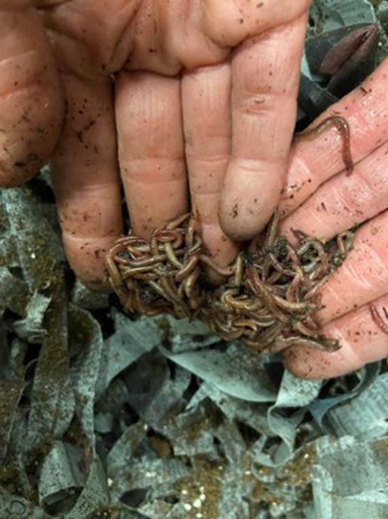 You can order red wigglers online, or purchase them locally, to help kickstart your vermicomposting process.