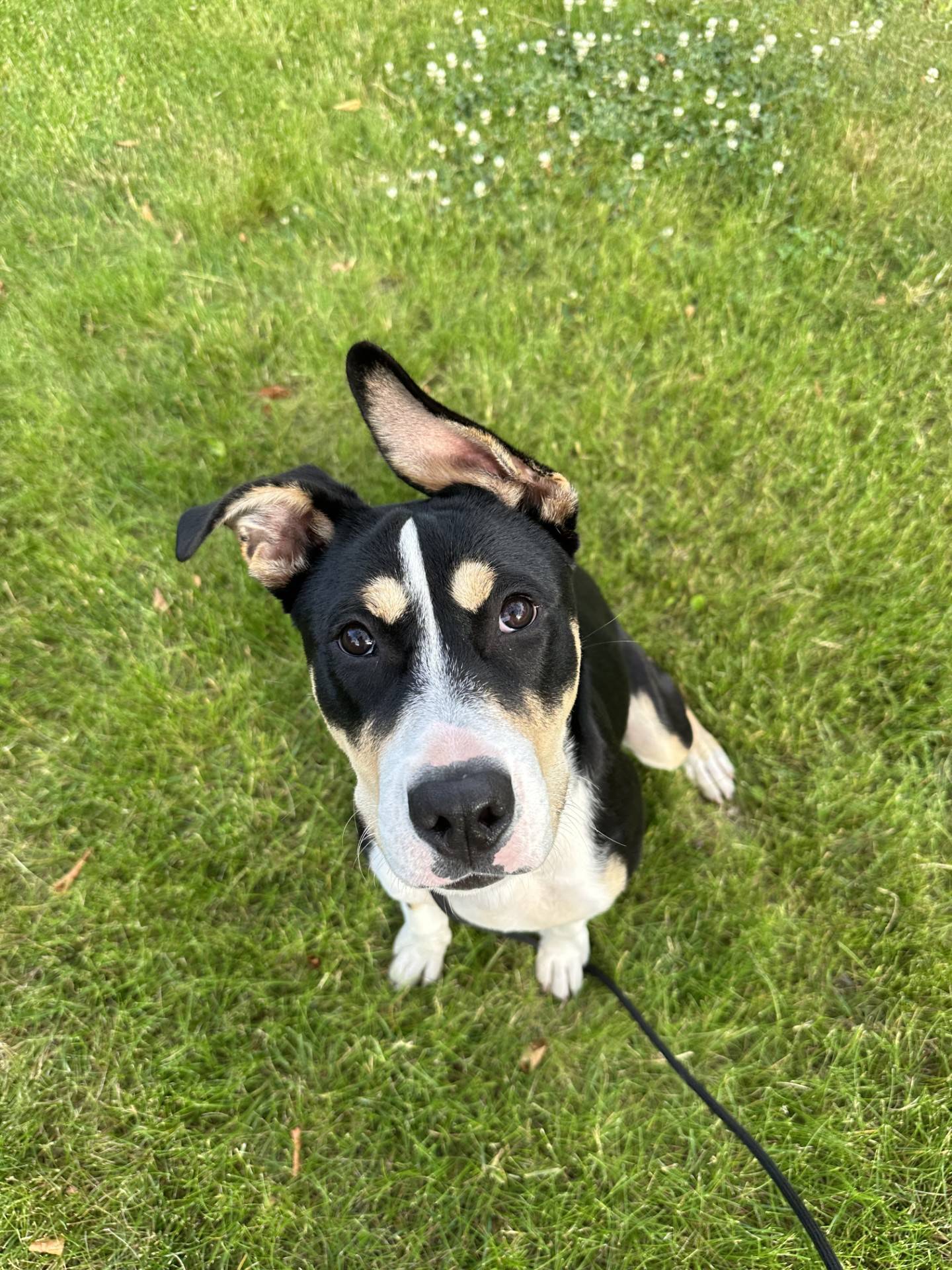 Missy is a 7-month-old tri-colored mix, who loves everyone she meets. Missy is crate-trained, making great progress on potty-training, and is learning her leash manners.  She is smart, curious and affectionate, making her a great option for a family. She is not a fan of cats but would do well with a friendly dog sibling that can accept her puppy energy. To meet Missy, email Dogadoption@nawsus.org. Visit nawsus.org.
