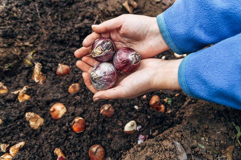 Countryside Flower Shop - Crystal Lake - Plant Fall Bulbs for Beautiful Spring Color!