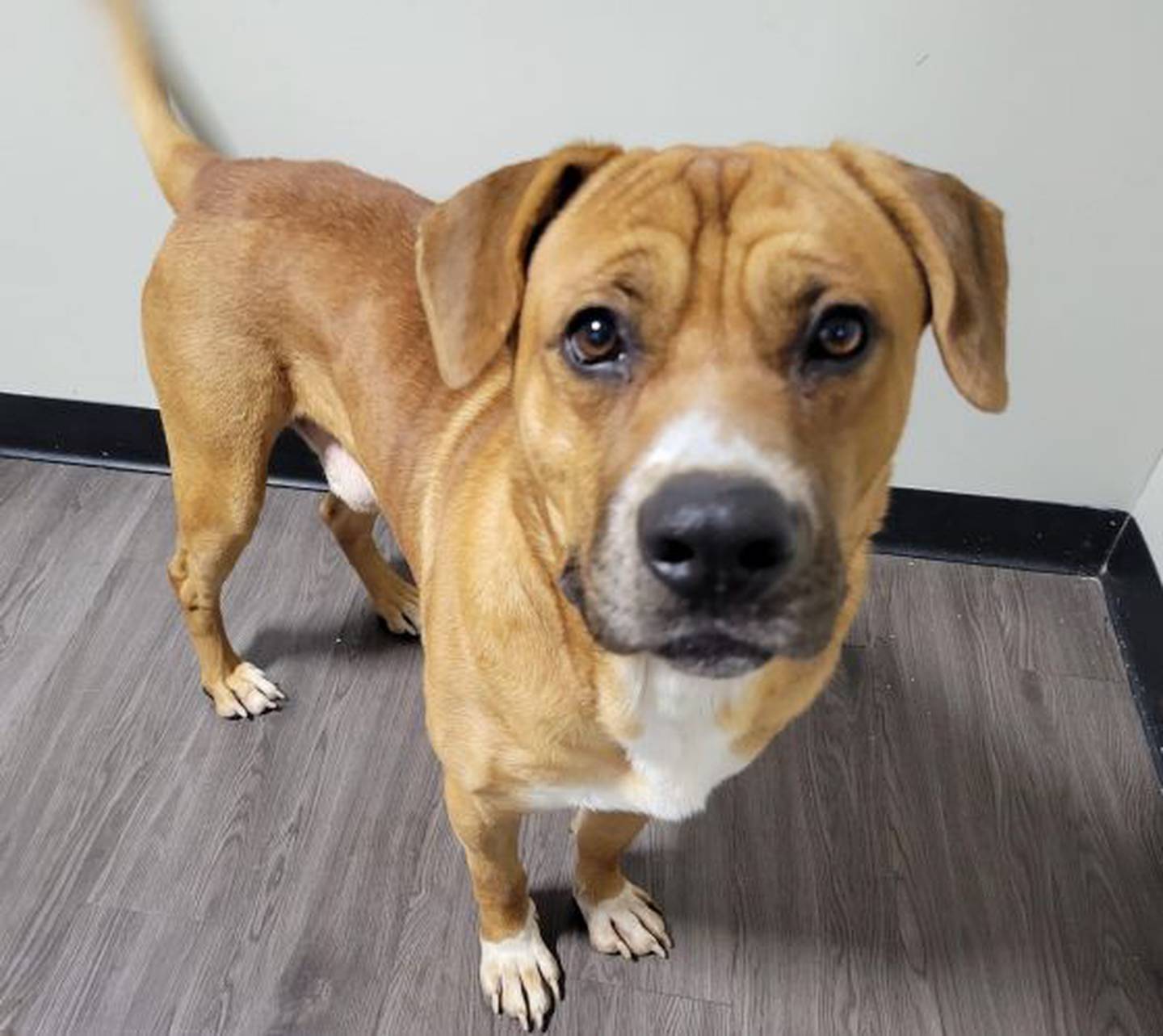 Jerry was rescued from a high kill shelter in Arkansas. He weighs 83 pounds, has a sweet soul and keeps his kennel super clean. To meet Jerry, email hopefultailsadoptions@outlook.com. Visit hopefultailsanimalrescue.org.