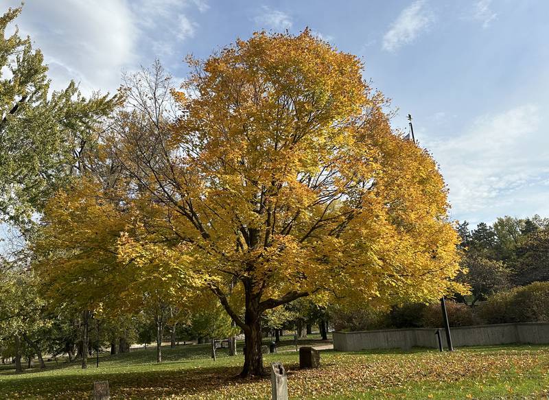 A view of a Maple tree at peak near the Starved Rock Visitors Center on Monday, Oct. 23, 2023 at Starved Rock State Park.