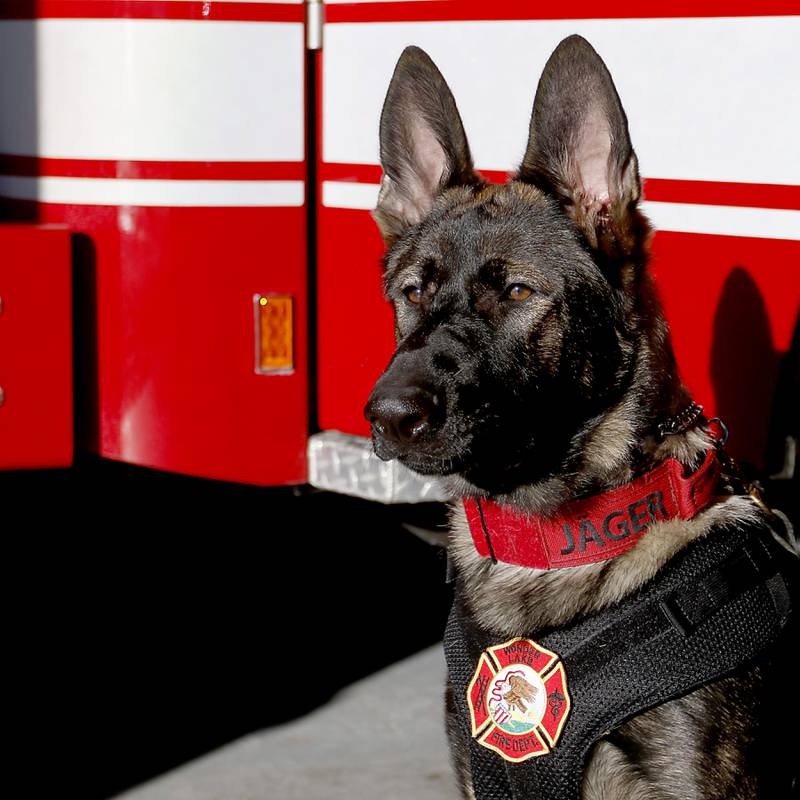Jäger, a 7-month-old German shepherd, is getting trained as a search-and-rescue dog by Wonder Lake Fire Protection District firefighter and paramedic Ginelle Hennessey. Once trained, the dog will be the first fire department search-and-rescue dog in McHenry County.