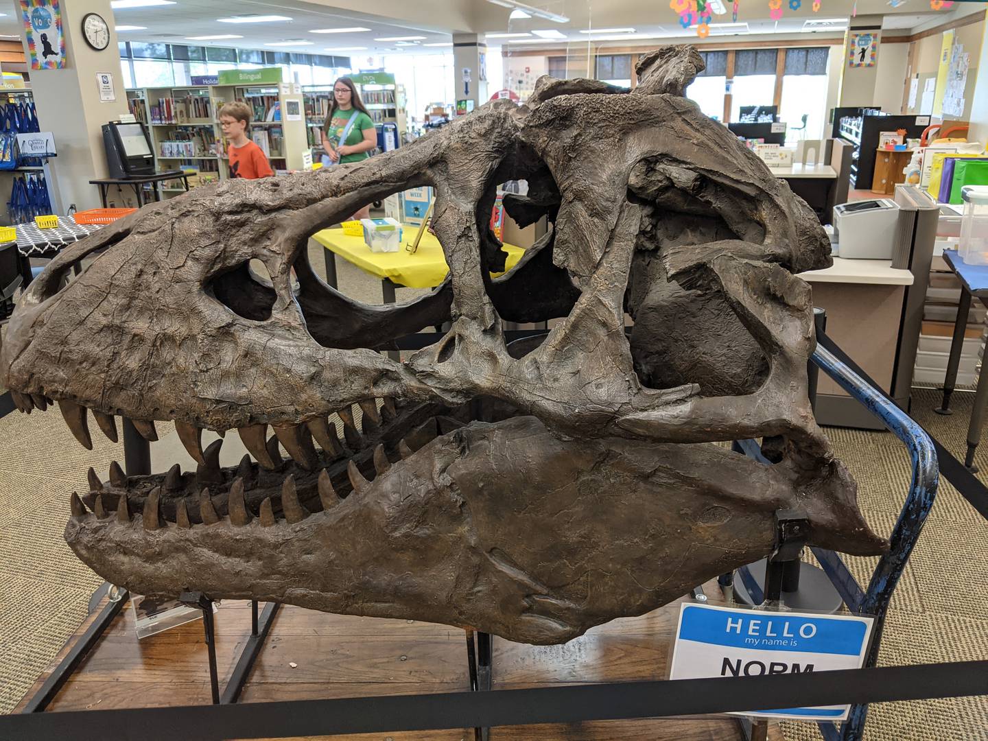 Norm, the life-sized reproduction of a Tyrannosaurus rex skull, will be on display at the Montgomery campus, 1111 Reading Drive, Montgomery, through July 27. In addition, other fossils and replicas will be on display at the Oswego campus, 32 W. Jefferson St. in downtown Oswego.