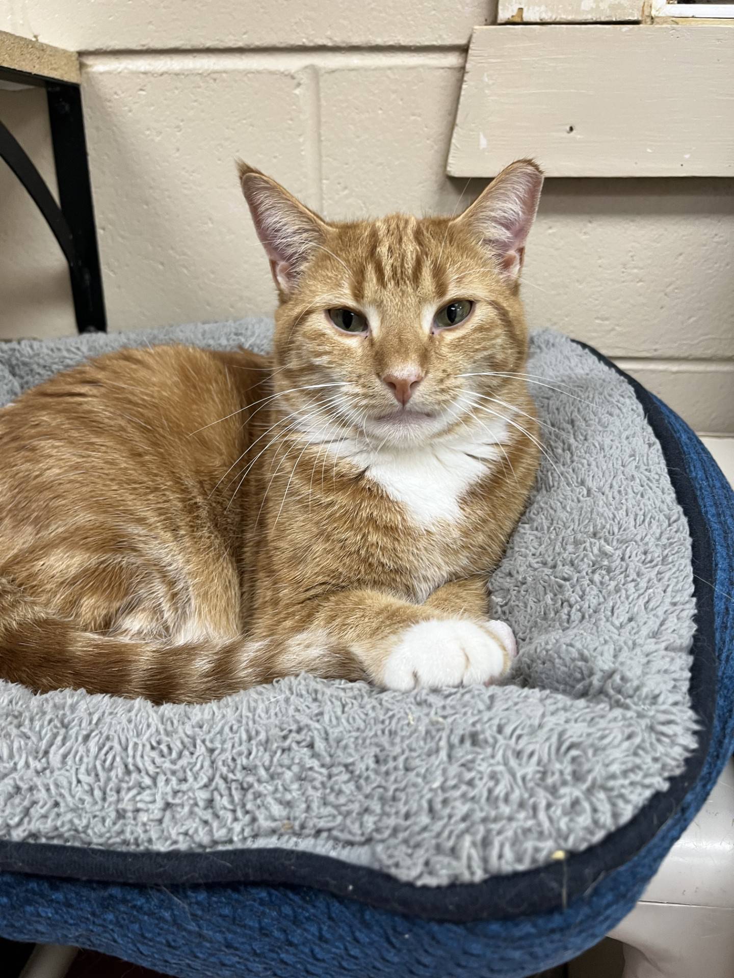 Claus is a goofy and sweet 2-year-old orange tabby who came to the shelter with his littermates in December 2022. He is nervous with new people until he gets to know them. Once he’s comfortable he likes to roll around on laps and get pets. Claus' teeth were in poor condition and had to be removed. But he still loves to eat any and all food. Contact the Will County Humane Society at willcountyhumane.com and follow the instructions for the adoption process.