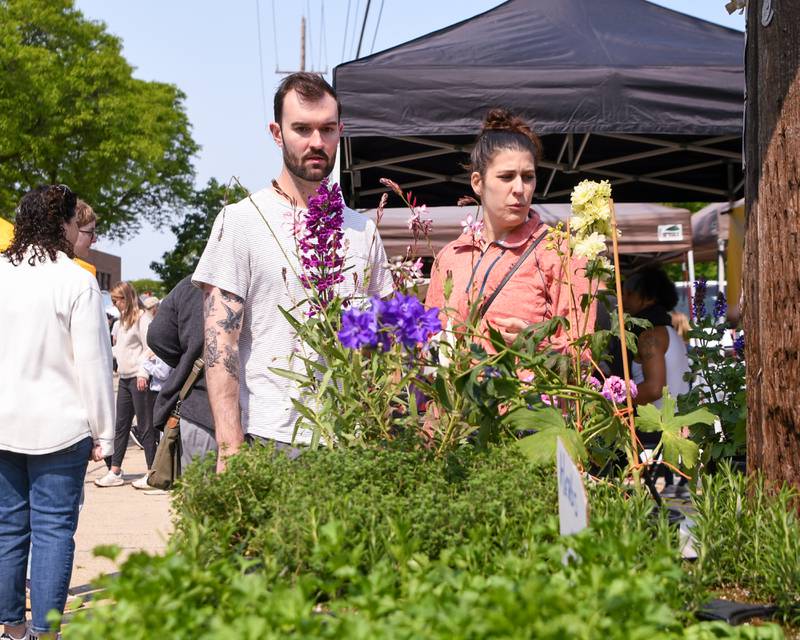Community members look to buy some plants on Saturday May 31, 2025, during the Farmers Market held at the Main Street train station parking lot in Downers Grove.