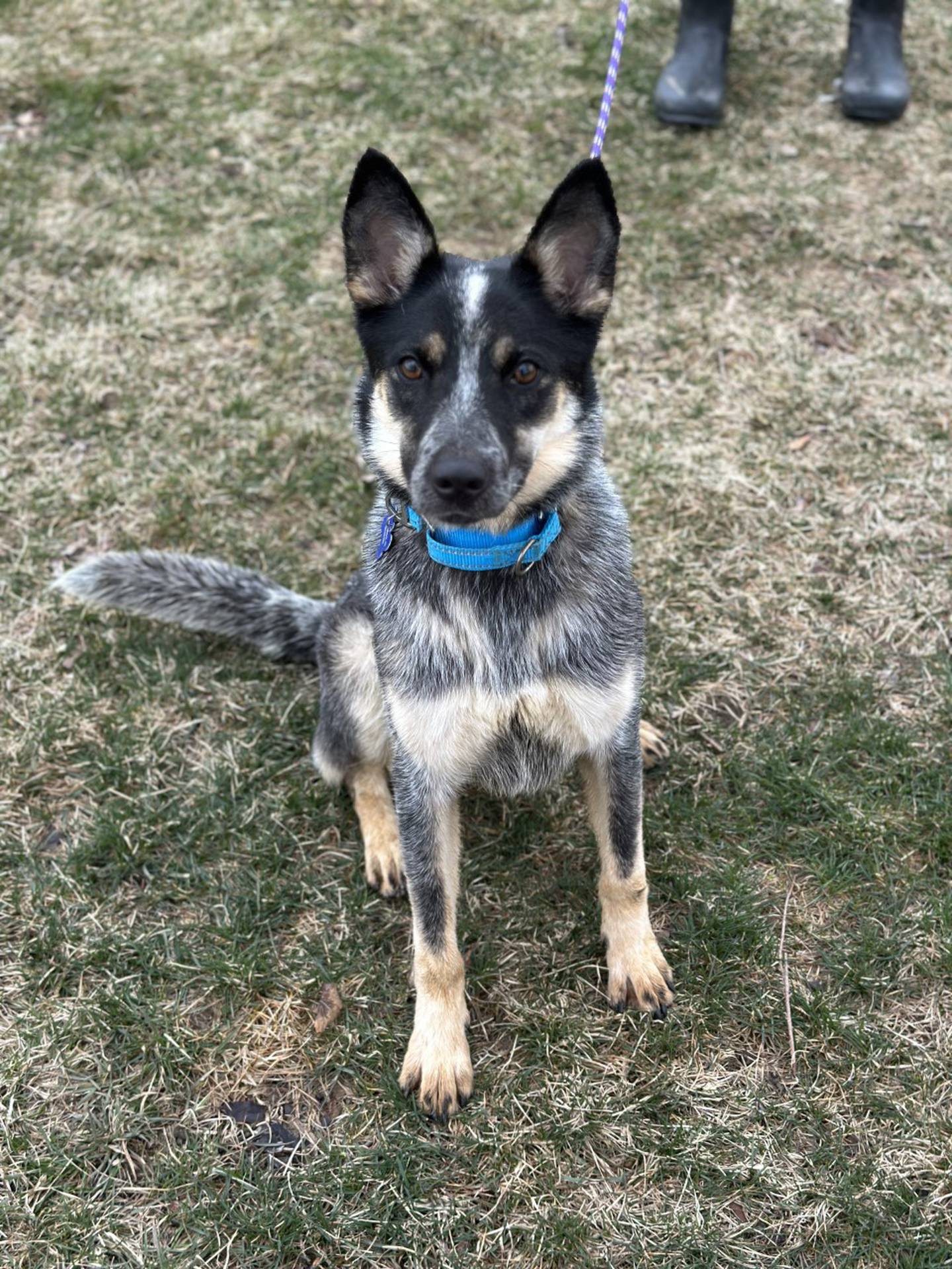 Merry is a 1-year-old cattle dog mix that is curious, eager to please, and likes walks. Although she gets along with other dogs, she can be protective of her toys and should be the only pet. She has lots of energy and needs an adopter familiar with her breed who will provide additional training. To meet Merry, email Dogadoption@nawsus.org. Visit nawsus.org.