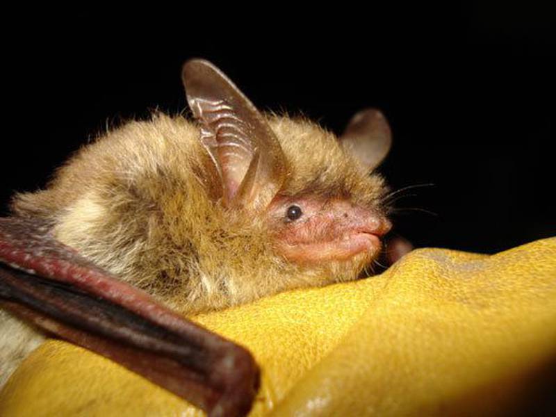 The U.S. Fish and Wildlife Service has reclassified the northern long-eared bat from threatened to endangered.