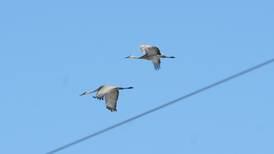 Waterfowl USA chapter seeks help with annual banquet