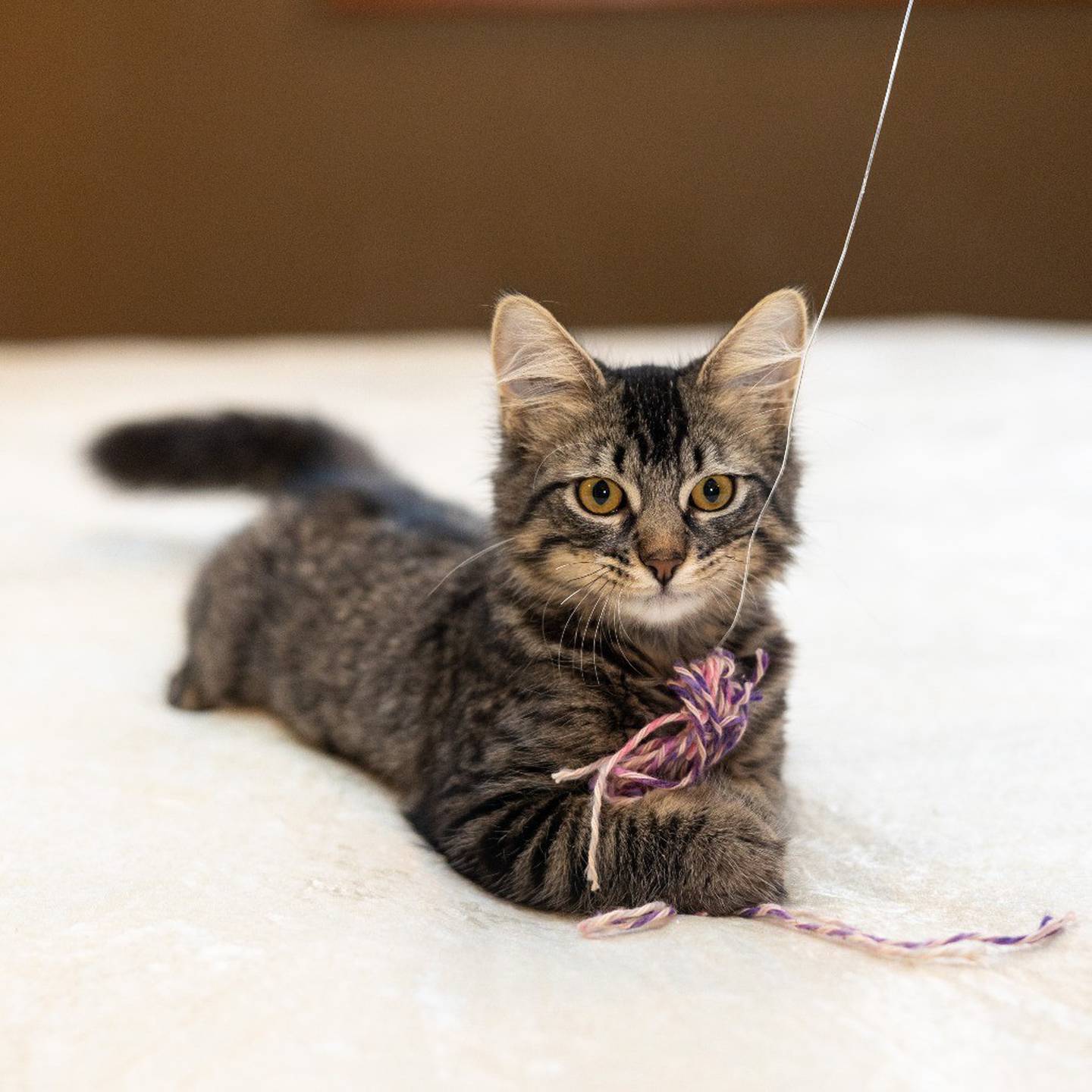Bright-eyed and curious, Gingko is always on the hunt for her next favorite toy or treat. Gingko adores attention – she comes trotting over when she hears a friendly “psst” and loves a good petting session. She’s playful, smart, full of personality and ready for her forever home. To meet Gingko, visit thekittysquad.com/adoptables.