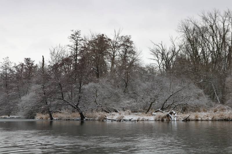 Ron Kapala took this photo at the at The Forest Preserve of Will County, McKinley Woods, Kerry Sheridan Grove on Jan. 26.