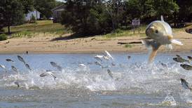 Asian carp rebranding: fish story or sustainable?