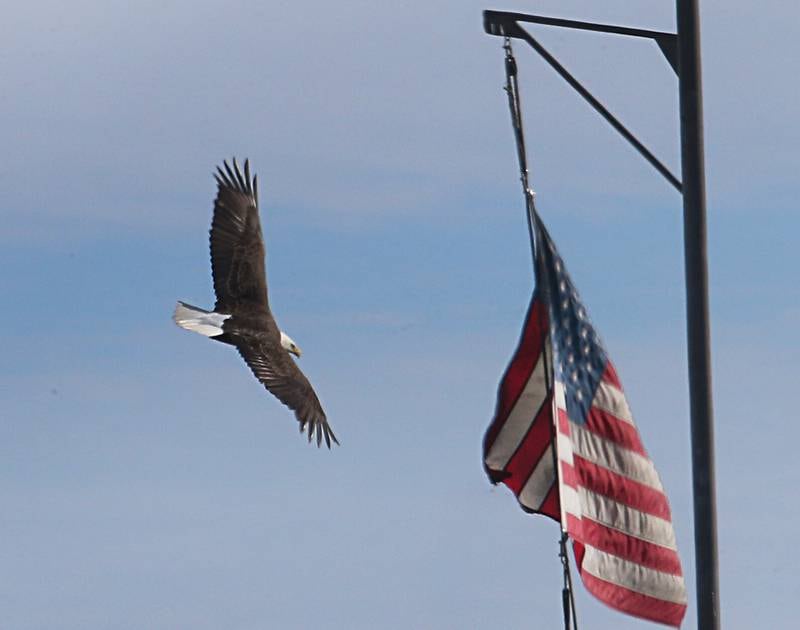 A Bald Eagle soars behind an American Flag attached to a barge on the Illinois River on Tuesday, Jan. 31 at the Starved Rock Lock and Dam near Utica.