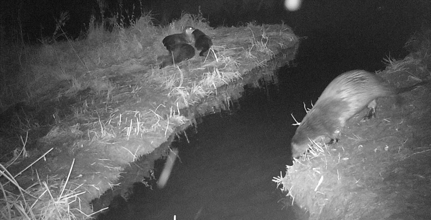 This picture of a family of otters was taken by Cindi Jablonski, a wildlife ecologist with the McHenry County conservation District, who has been trying to get a photo for years.