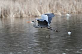 Regulations announced for closed areas in the Upper Mississippi River Refuge
