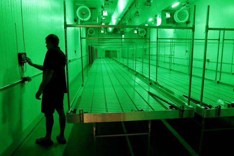 Oregonix Farms COO Owen Papworth turns the lights on inside a growing room inside Oregonix Farms' new craft grow facility in Huntley on Friday, July 14, 2023.