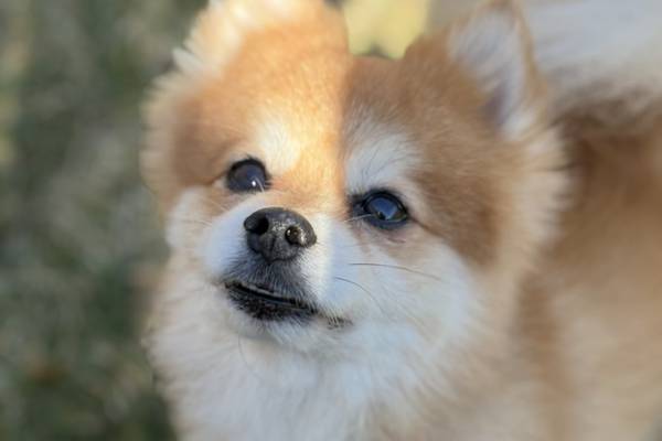 Pomeranian needs TLC in forever home