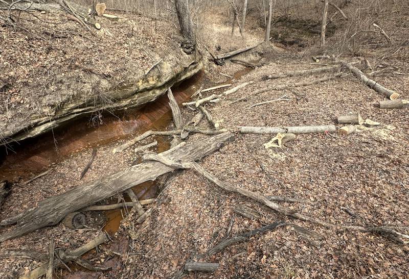 Fresh cut trees lay on the ground near the trailhead to French Canyon as crews begin renovation work on Monday, March 2, 2026 at Starved Rock State Park. A newly constructed bridge will be built here beginning this month. Starved Rock State Park received a 37 million upgrade to trail improvement that is underway and continue through 2026. Trail closures will be announced on the Starved Rock and Matthiessen State Park Facebook pages.