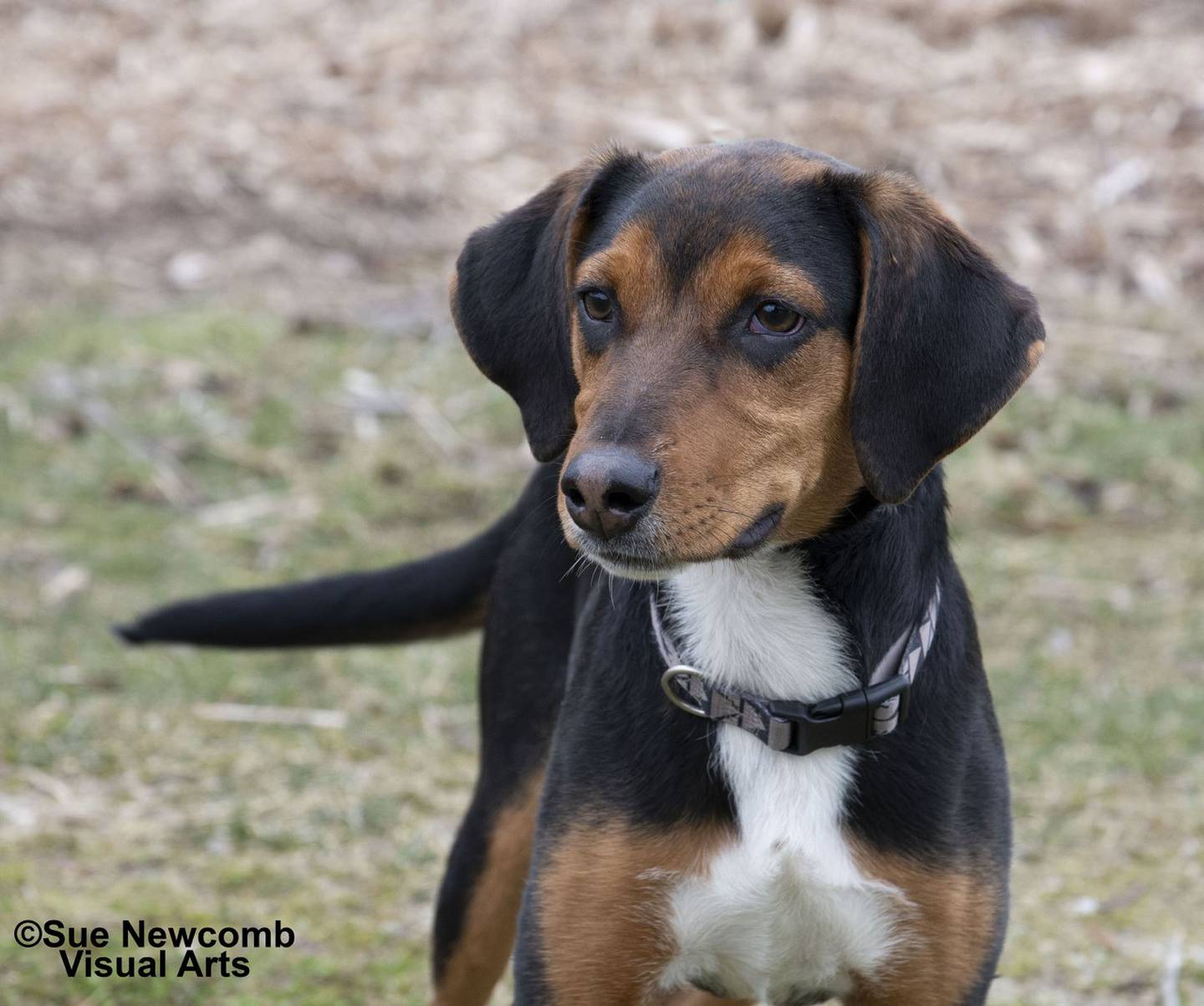 Pluto is a goofy hound mix puppy who came to the shelter from local animal control. He’s super outgoing and playful, and his energy knows no end. Pluto needs a home with people who will play with him and help him learn to be his best. Contact the Will County Humane Society at willcountyhumane.com and follow the instructions for the adoption process.