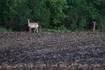 Deer totals up in Bureau, La Salle, Putnam counties the 1st weekend of firearm season