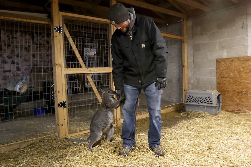 Corey Hancock, of A Zoo to You, checks on Louise, a wallaby that he hand raised on Wednesday, Feb. 23, 2022, at his farm near Huntley. He is working on starting Wild Heart Adventure, a zoo, campground, and wedding venue at a location near Woodstock.