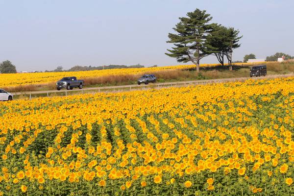 Photos: Commercial sunflower fields bloom along Interstate 80 in Bureau County