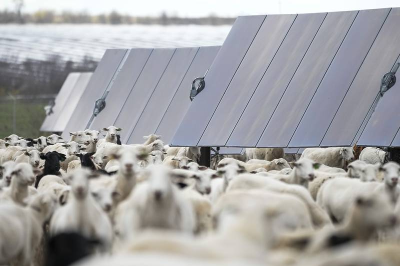 Sheep graze on a solar farm owned by SB Energy in Buckholts, Texas.