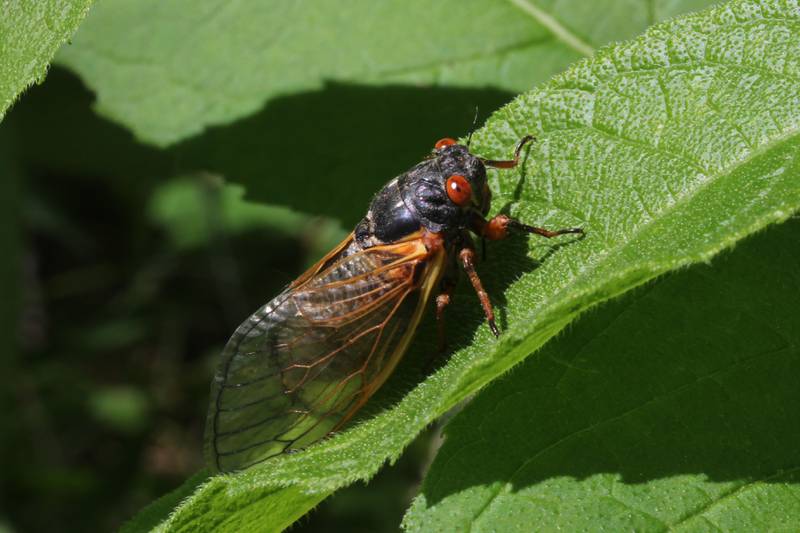 Cicadas are clumsy flyers that travel only short distances. To figure out whether you should expect Brood XIII periodical cicadas in your neighborhood this year, look back to 2007. If none existed then, they won’t be there now either.