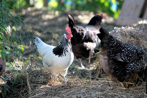 Backyard chickens to be allowed in Wonder Lake in tie-breaking vote