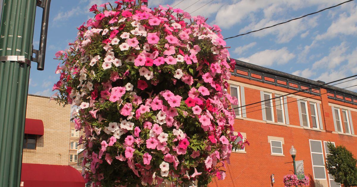 Petunia Festival seeks volunteers, parade entrants Shaw Local