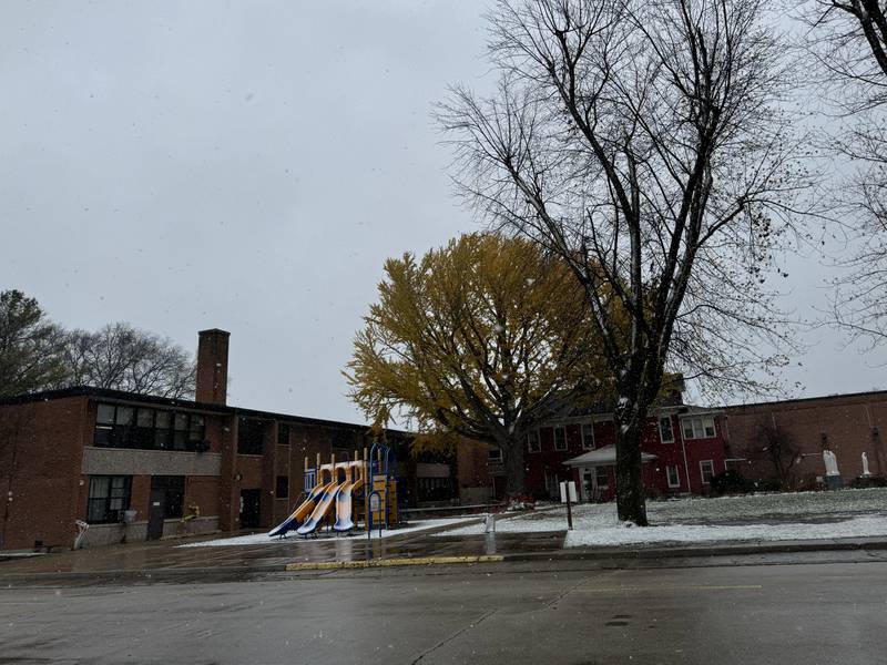 The ginkgo tree sits in the schoolyard at Immaculate Conception School in Morris, the yellowed leaves still holding on despite snowy weather. By the summer, the leagues will be green again.