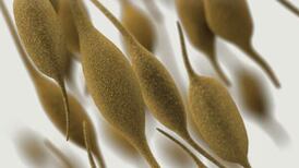 What parents need to know about the rise in ‘walking pneumonia’ in children