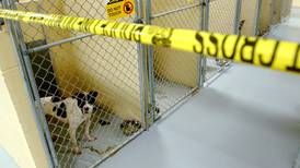 Former NIU running back LeShon Johnson indicted on federal dog fighting charges