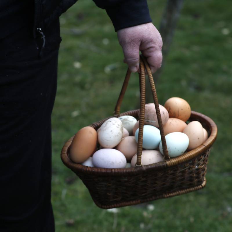 Jessica Martell holds a basket full of eggs collected with from her backyard chickens, on Wednesday, March 27, 2024, at her home on Half Mile Trail north of Crystal Lake.