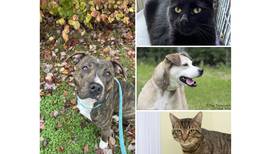 Will County Pets of the Week: Dec. 2, 2024