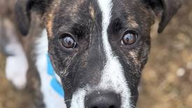 Young, friendly dog seeks home (with sister, too)