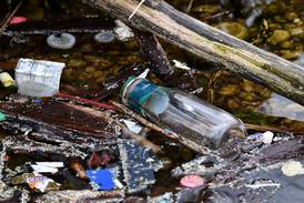 Will County forest preserves mark Earth Month with litter cleanup, wildflower hike and more