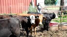 Midwest cattle catcher helps Maple Park family’s lost calves return home 