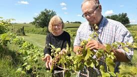 Farm-to-bottle experience: Waterman Winery and Vineyard celebrates 20 years of homegrown business