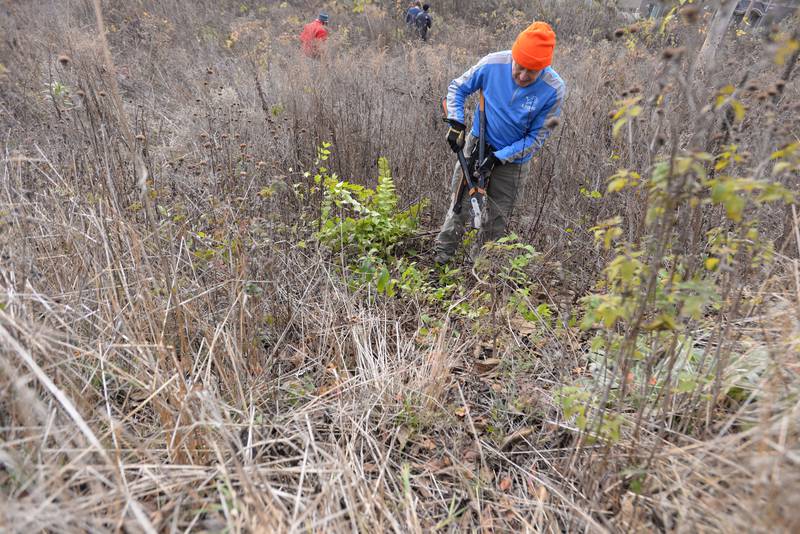 Tim Scully of Elmhurst helps get rid of non native plants during the clean up of the Keith A. Olson Prairie  Saturday, Nov. 16, 2024.