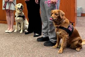 2 deputy dogs ‘sworn in’ at McHenry County courthouse, where they provide comfort and therapy