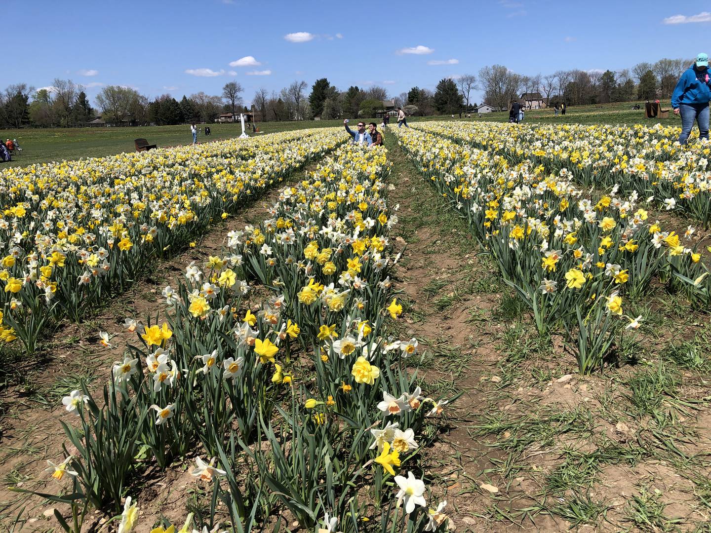 John Beranek and Alonso Tirado take selfies together amid the daffodil field at Richardson Adventure Farm on Sunday, April 21, 2024.